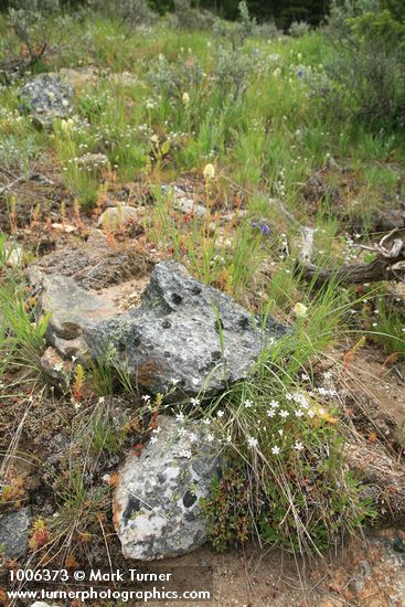 Zigadenus venenosus; Arenaria capillaris