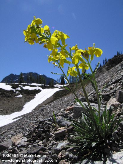 Erysimum occidentale