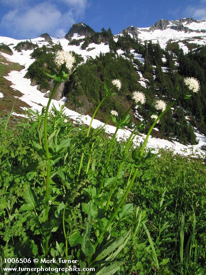 Valeriana sitchensis