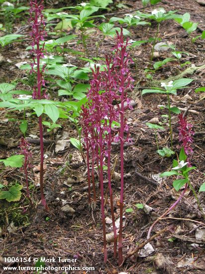 Corallorhiza mertensiana; Cornus unalaschensis