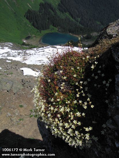 Saxifraga bronchialis