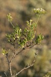 Slenderbush Buckwheat foliage