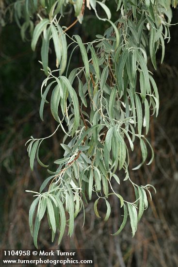 Elaeagnus angustifolia