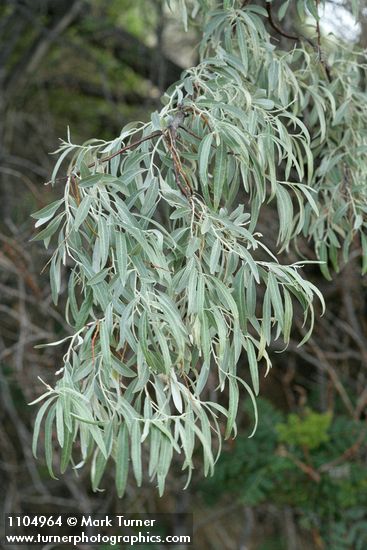 Elaeagnus angustifolia