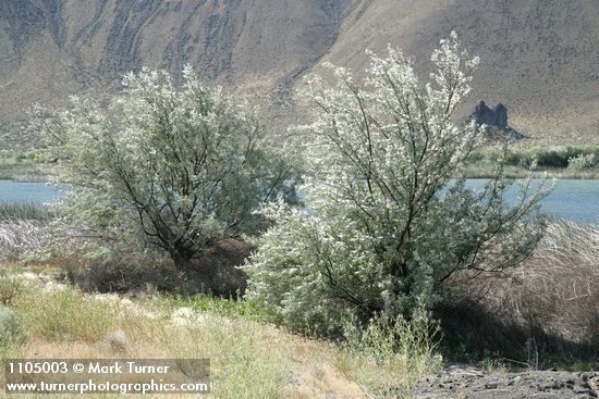 Elaeagnus angustifolia