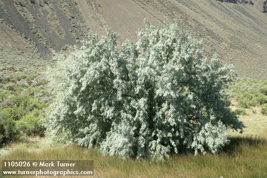 Elaeagnus angustifolia