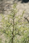 Russian Thistle foliage