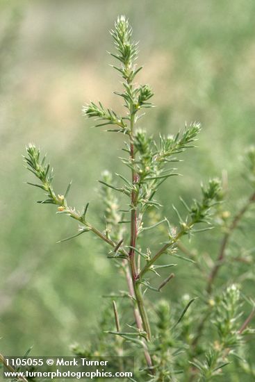 Salsola tragus