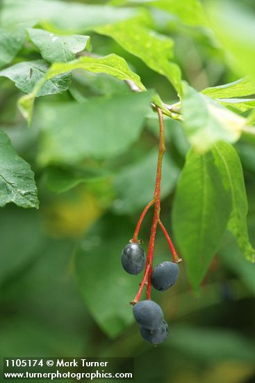 Oemleria cerasiformis