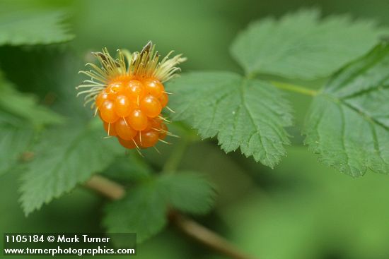 Rubus spectabilis