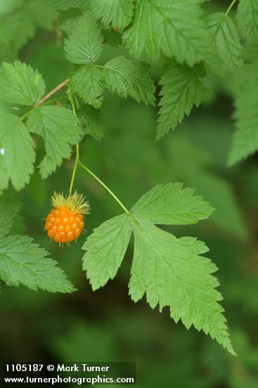 Rubus spectabilis