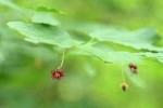 Western Wahoo (Western Burning Bush) blossoms & foliage