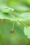 Western Wahoo (Western Burning Bush) blossom