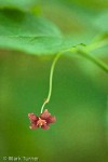 Western Wahoo (Western Burning Bush) blossom