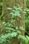 Western Wahoo (Western Burning Bush)