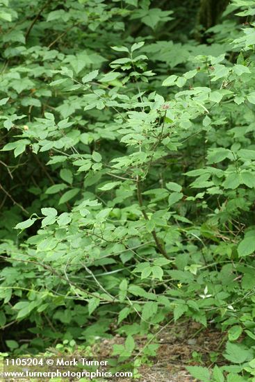 Euonymus occidentalis