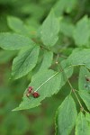 Western Wahoo (Western Burning Bush) blossoms & foliage