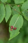 Western Wahoo (Western Burning Bush) blossoms & foliage