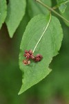 Western Wahoo (Western Burning Bush) blossoms & foliage