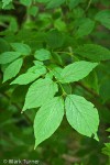 Western Wahoo (Western Burning Bush) foliage