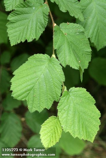 Corylus cornuta