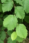 Beaked Hazelnut foliage