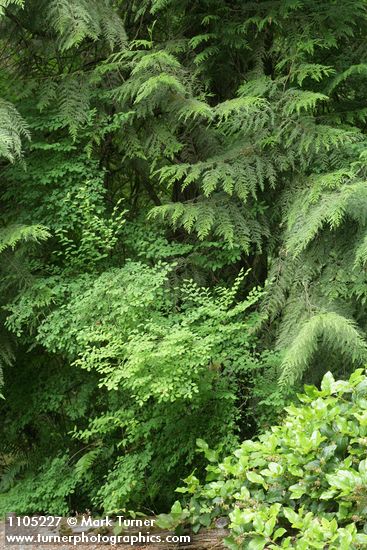 Vaccinium parvifolium; Gaultheria shallon; Thuja plicata