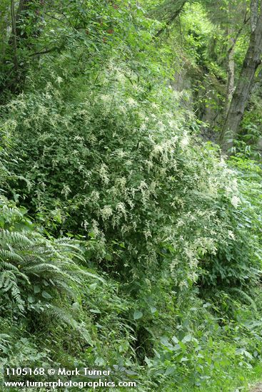 Holodiscus discolor; Polystichum munitum