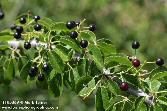 Prunus emarginata