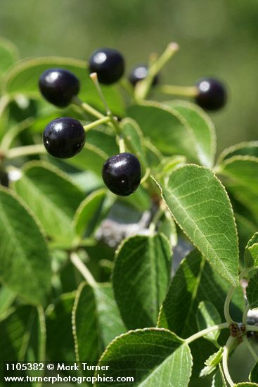 Prunus emarginata