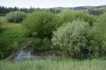 Onecolor Willow (dark green left), Geyer Willow (gray), Lemmon's Willow (right) behind small beaver dam