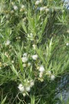 Booth's Willow foliage & mature female aments