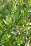 Onecolor Willow foliage & mature male aments