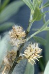 Geyer Willow mature female aments detail