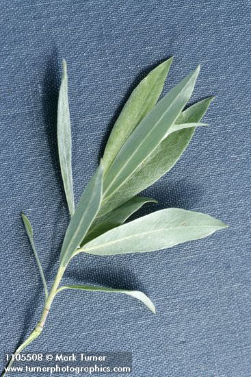 Salix geyeriana