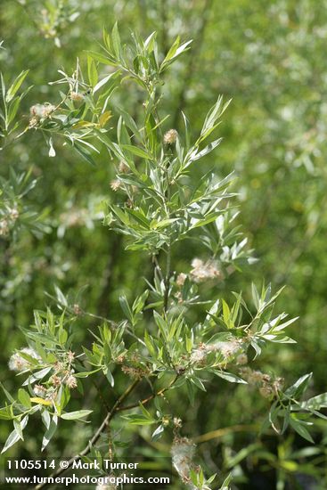 Salix geyeriana