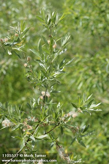 Salix geyeriana