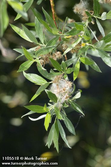 Salix geyeriana