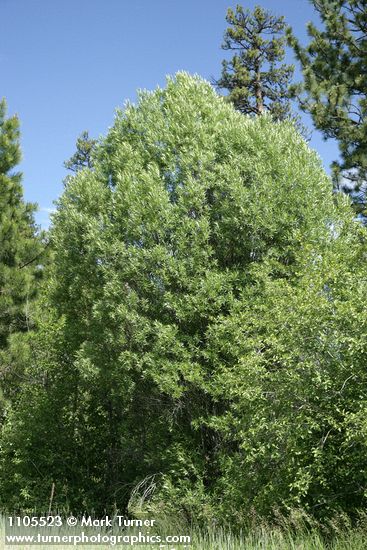 Salix lasiandra var. caudata