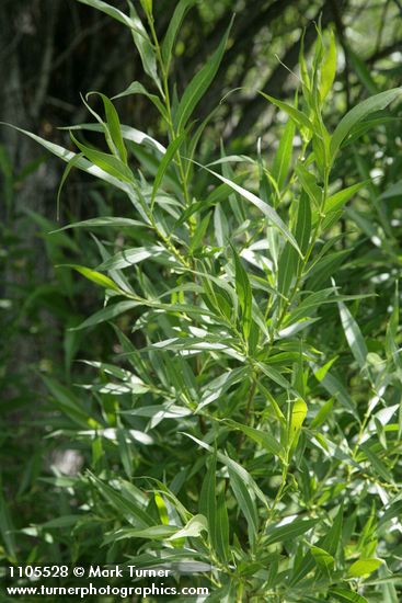 Salix lasiandra var. caudata