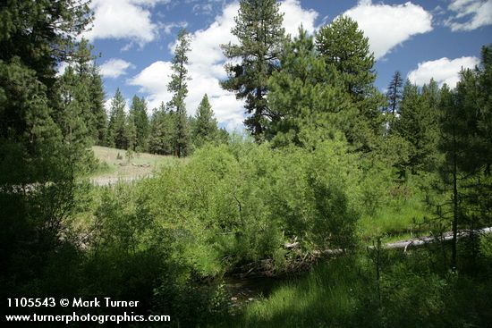 Salix lemmonii; Pinus ponderosa