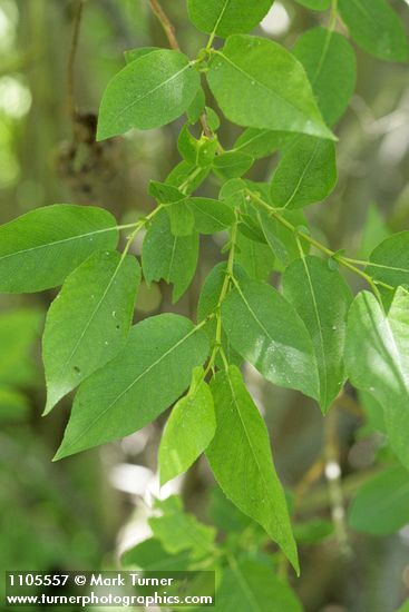 Salix monochroma