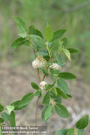 Salix monochroma