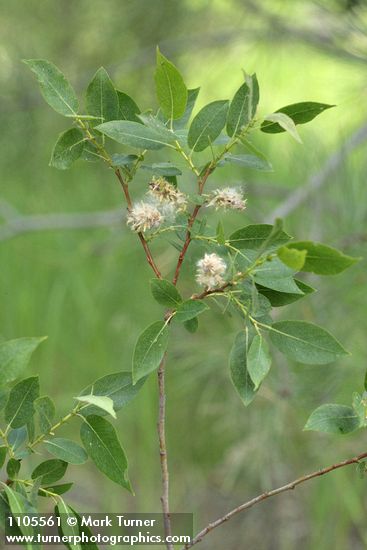 Salix monochroma