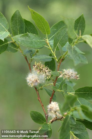 Salix monochroma