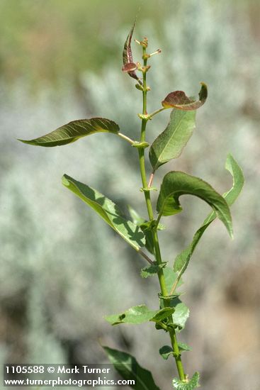 Salix monochroma