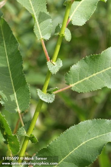 Salix monochroma