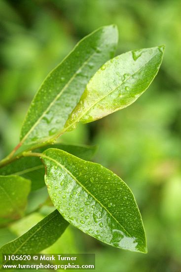 Salix planifolia