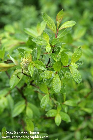 Salix planifolia