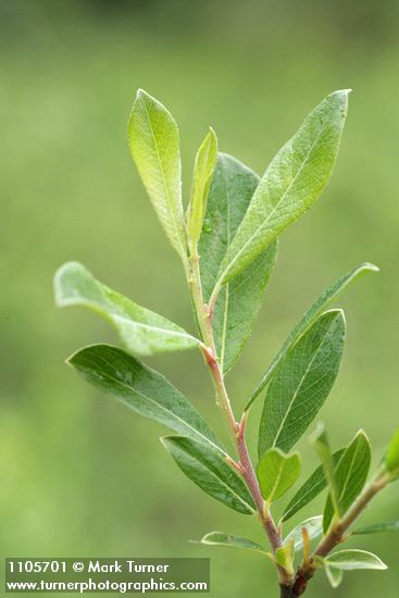 Salix pedicellaris